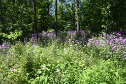 Crook's Hollow trail